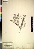 Isotype of Ornithopus coriandrinus Hochst. & Steud. [family LEGUMINOSAE-PAPILIONOIDEAE]