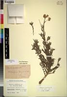 Holotype of Nidorella resedifolia Merxm. var. subvillosa [family COMPOSITAE]