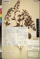 Type of Plectranthus aurifer Dinter ex Launert [family LABIATAE]