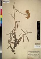 Isosyntype of Achyrocline hochstetteri Sch.Bip. ex A.Rich. [family COMPOSITAE]