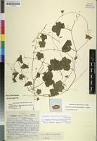 Isotype of Cucumis umbrosus A.Meeuse & Strey [family CUCURBITACEAE]