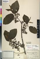 Isotype of Vangueria rotundata Robyns [family RUBIACEAE]
