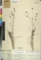 Filed as Lipocarpha nana (A.Rich.) Cherm. [family CYPERACEAE]