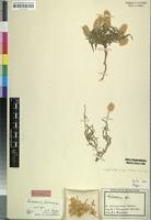 Holotype of Sericocoma hereroensis Suess. & Beyerle [family AMARANTHACEAE]