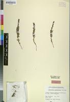 Isotype of Amaranthus schinzianus Thell. [family AMARANTHACEAE]