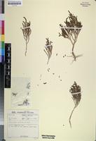 Isotype of Salicornia uniflora Toelken [family CHENOPODIACEAE]