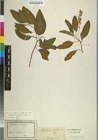 Filed as Phytolacca dodecandra L'Hér. [family PHYTOLACCACEAE]