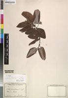 Isotype of Ocotea usambarensis Engl. [family LAURACEAE]