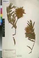 Isotype of Protea haemantha Engl. & Gilg [family PROTEACEAE]