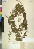 Filed as Hermannia eenii Baker f. [family STERCULIACEAE]