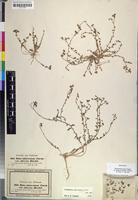 Isotype of Haplophyllum tuberculatum var. obovatum Hochst. ex Boiss. [family RUTACEAE]