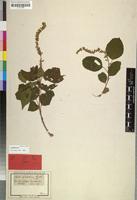 Isotype of Croton sylvaticus Hochst. [family EUPHORBIACEAE]