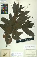 Original material of Castanea crenata Siebold & Zucc. [family FAGACEAE]