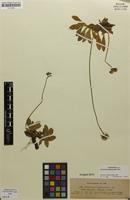 Syntype of Hieracium hypeuryum Peter [family ASTERACEAE]