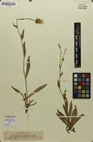 Syntype of Hieracium villosiceps subsp. comatulum Nägeli & Peter [family ASTERACEAE]