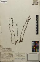 Syntype of Noterophila inundata Mart. [family MELASTOMATACEAE]