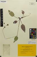 Paratype of Hieracium grovesianum subsp. nigrotectorium Gottschl. [family ASTERACEAE]