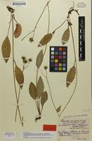 Isolectotype of Hieracium maculatum f. subgrandiceps Zahn [family ASTERACEAE]
