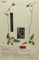 Holotype of Hieracium murorum f. francojuranum Schneid & Schack [family ASTERACEAE]