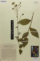 Isotype of Hieracium sabaudum subsp. roemerianum Zahn [family ASTERACEAE]