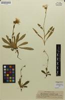 Syntype of Hieracium villosiceps subsp. sericotrichum Nägeli & Peter [family ASTERACEAE]