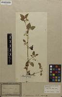 Type? of Solanum flavum Kit. [family SOLANACEAE]