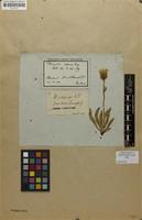Type of Hieracium villosiceps Nägeli & Peter; nom. illeg. [family ASTERACEAE]
