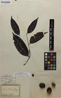 Holotype of Eugenia pisonis O.Berg [family MYRTACEAE]