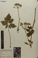 Type of Aegopodium latifolium Turcz. [family APIACEAE]