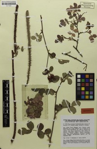 Isotype of Rosa jacetana P.Monts. [family ROSACEAE]