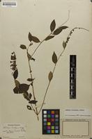 Type? of Buddleja lindleyana Fortune [family BUDDLEJACEAE]