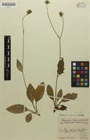 Syntype of Hieracium sommerfeltii subsp. crinicaesium Schack & Zahn [family ASTERACEAE]