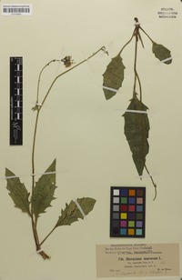 Isotype of Hieracium diaphanoides subsp. trilacerum Zahn [family ASTERACEAE]