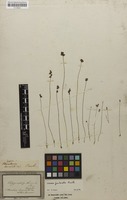 Type of Polypompholyx laciniata Benj. [family LENTIBULARIACEAE]