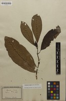 Original material of Psychotria uliginosa Sw. [family RUBIACEAE]