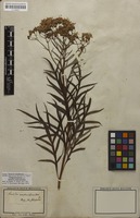 Isotype of Senecio brasiliensis Mart. ex Baker; nom. illeg. [family ASTERACEAE]