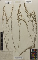Type? of Artemisia herba-alba var. oranensis Debeaux [family ASTERACEAE]