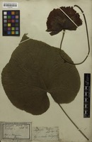 Filed as Dombeya wallichii (Lindl.) K.Schum. [family STERCULIACEAE]