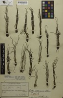 Holotype of Isoetes organensis U.Weber [family ISOETACEAE]