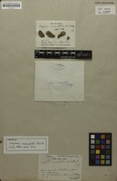 Syntype of Serjania crassifolia Radlk. [family SAPINDACEAE]