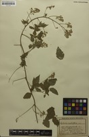 Syntype of Serjania confertiflora var. dasycephala Radlk. [family SAPINDACEAE]
