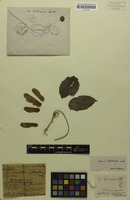 Original material? of Serjania leptocarpa Radlk. [family SAPINDACEAE]