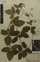 Holotype of Serjania grammatophora Radlk. [family SAPINDACEAE]