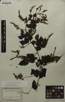 Syntype of Serjania fuscifolia Radlk. [family SAPINDACEAE]
