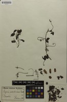 Isosyntype of Serjania suborbicularis Radlk. [family SAPINDACEAE]