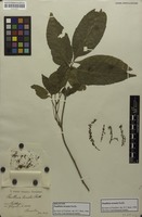 Holotype of Paullinia ternata Radlk. [family SAPINDACEAE]