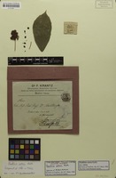 Isotype of Paullinia setosa Radlk. [family SAPINDACEAE]