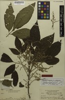 Lectotype of Thouinia acuminata var. pubicalyx Radlk. [family SAPINDACEAE]