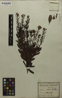 Original material of Plectanthera floribunda Mart. [family OCHNACEAE]