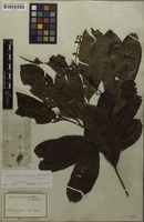 Original material of Godoya gemmiflora Mart. [family OCHNACEAE]